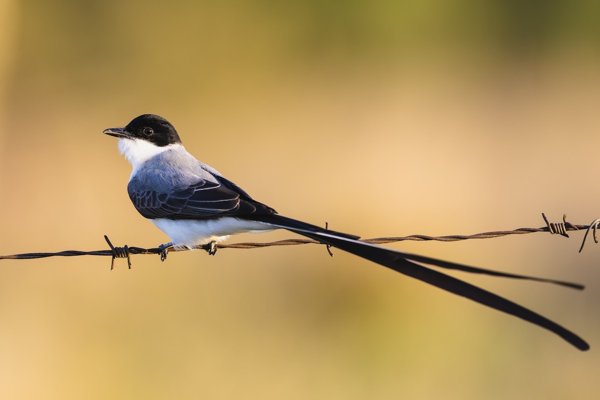 gaffeltyrann - ML646255769