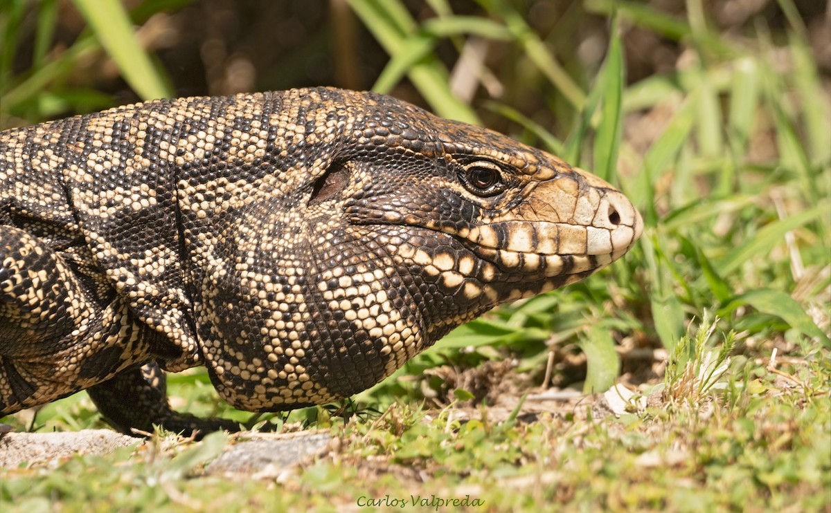 Argentine Black-and-white Tegu - ML646255770