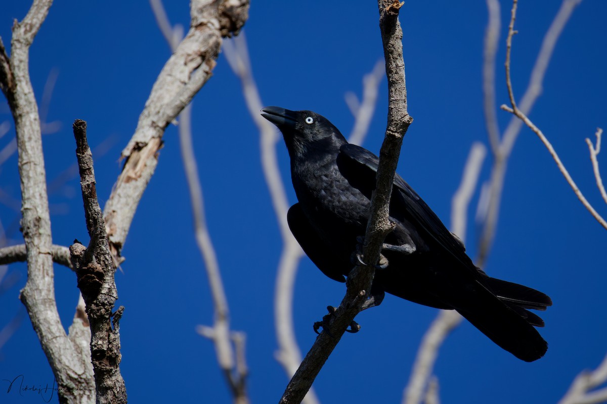 australkråke - ML646255771