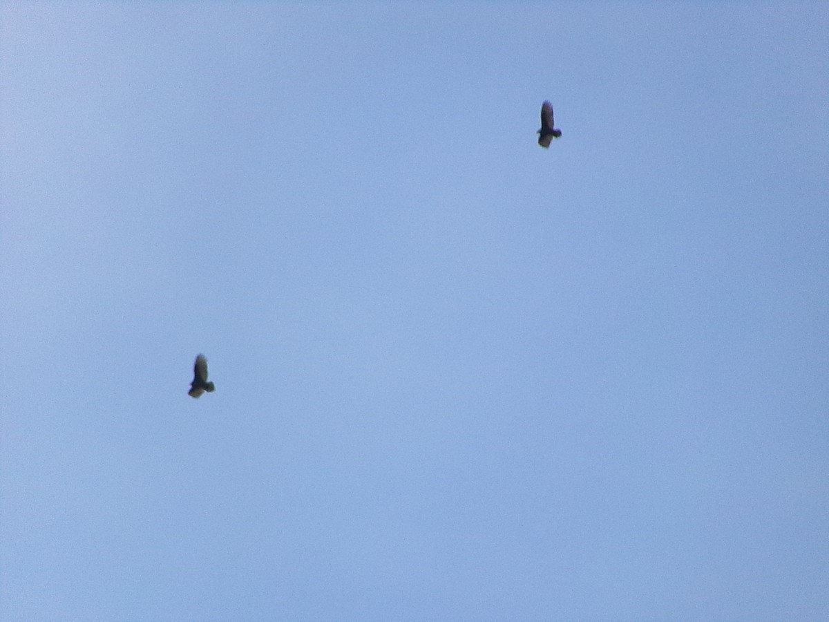 kalkunkondor - ML646255772