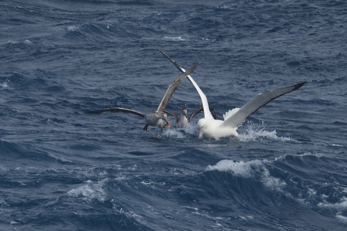 vandrealbatross - ML646255773