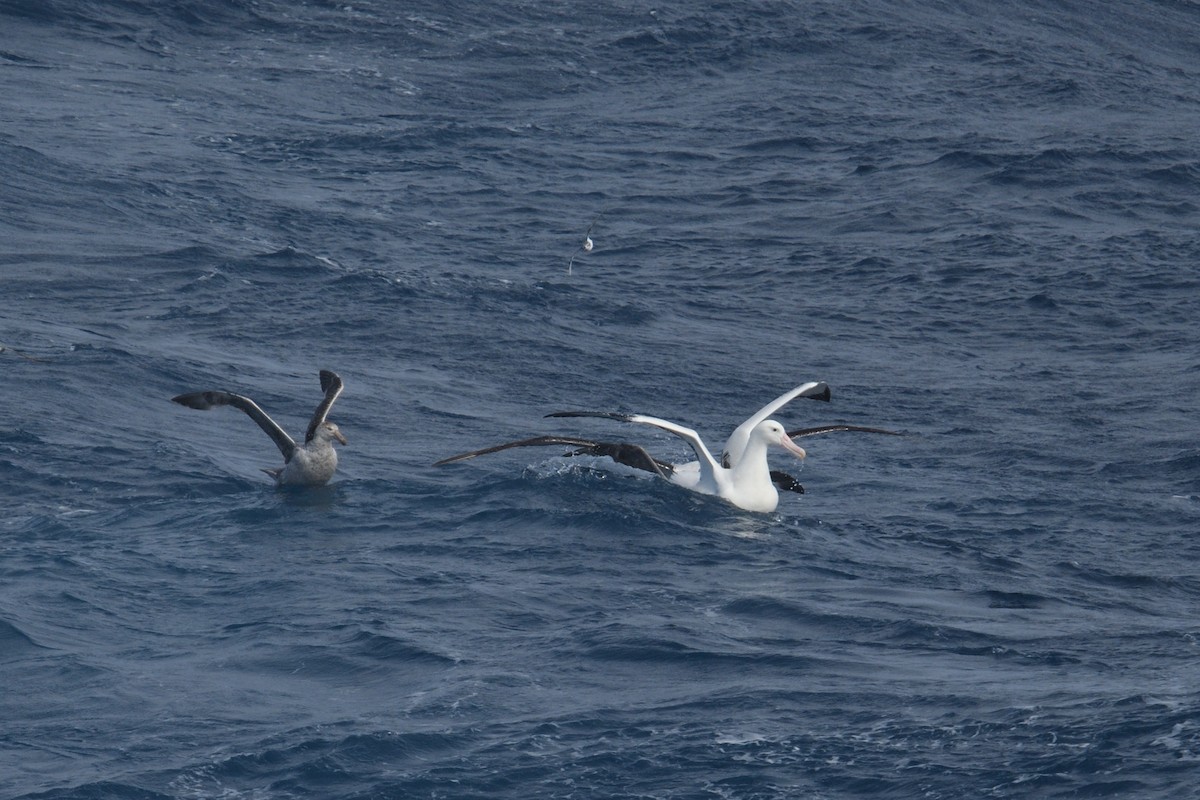 vandrealbatross - ML646255774