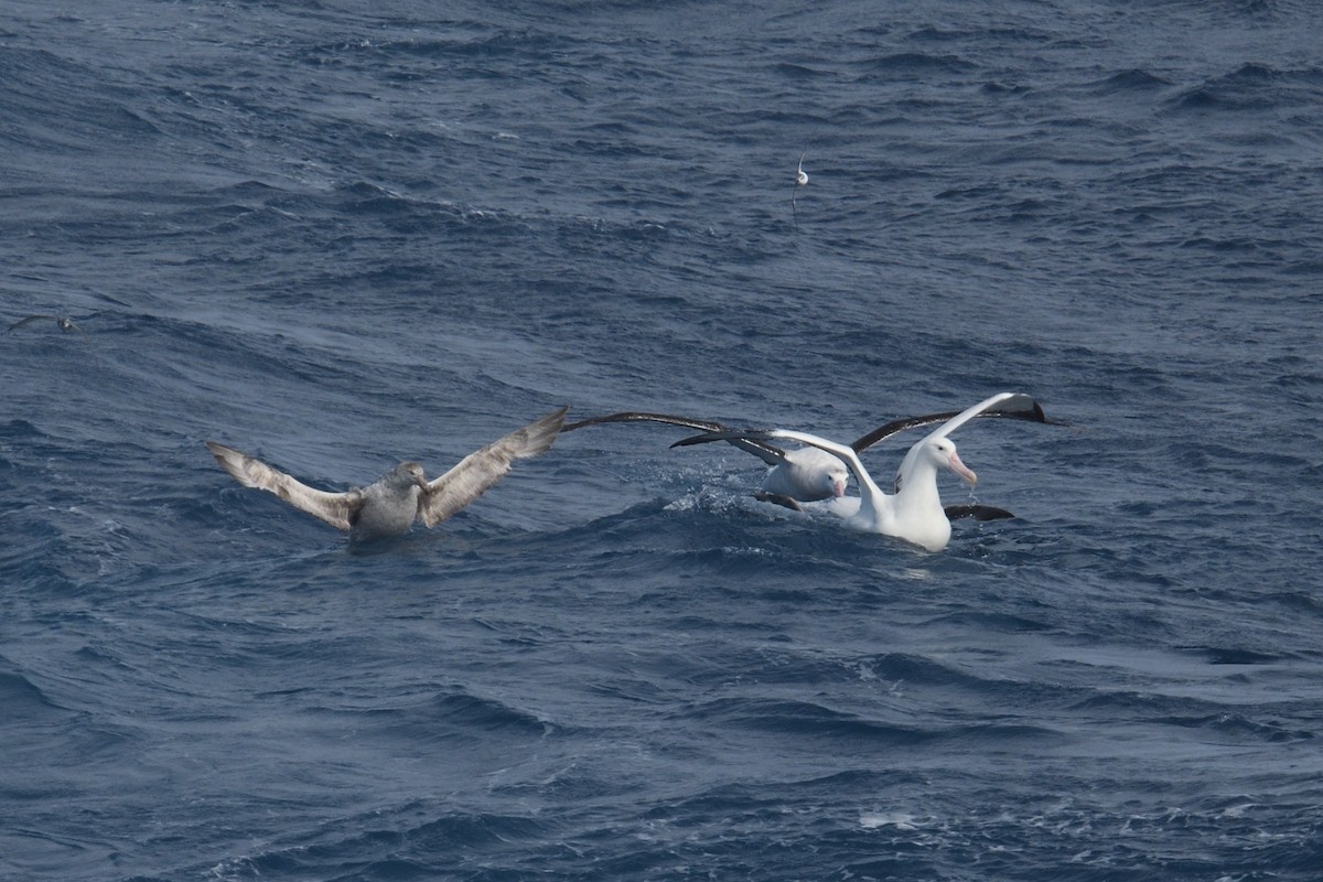 vandrealbatross - ML646255775