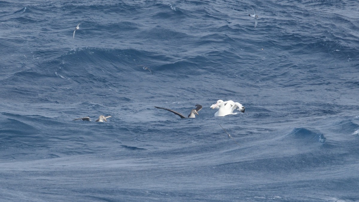 vandrealbatross - ML646255776