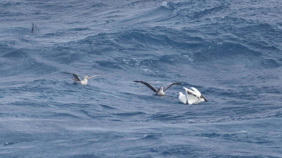 vandrealbatross - ML646255777