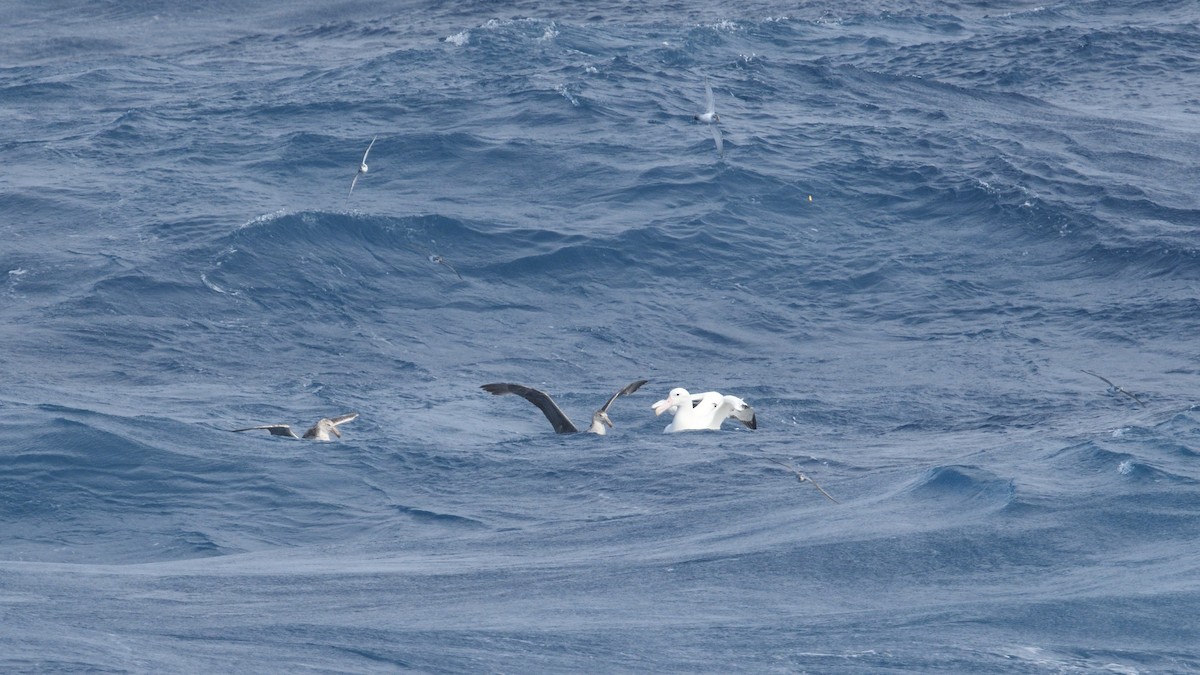 vandrealbatross - ML646255778