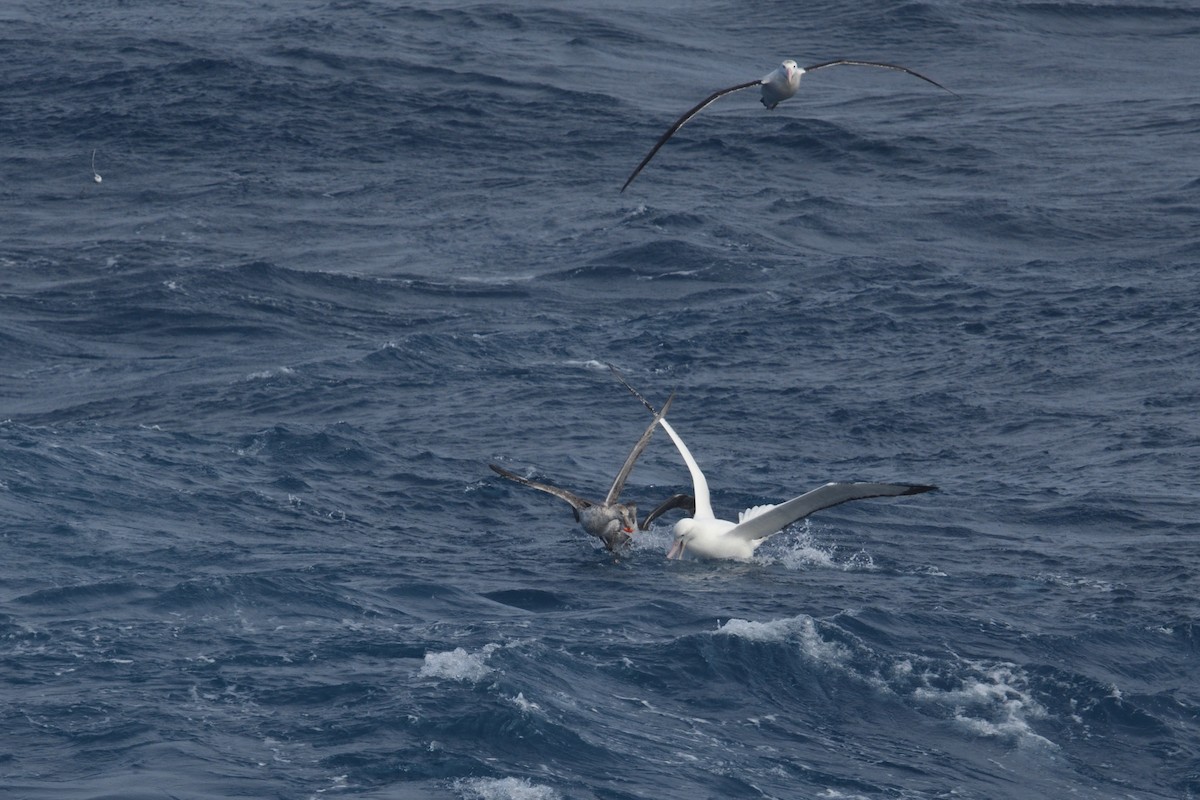 vandrealbatross - ML646255779