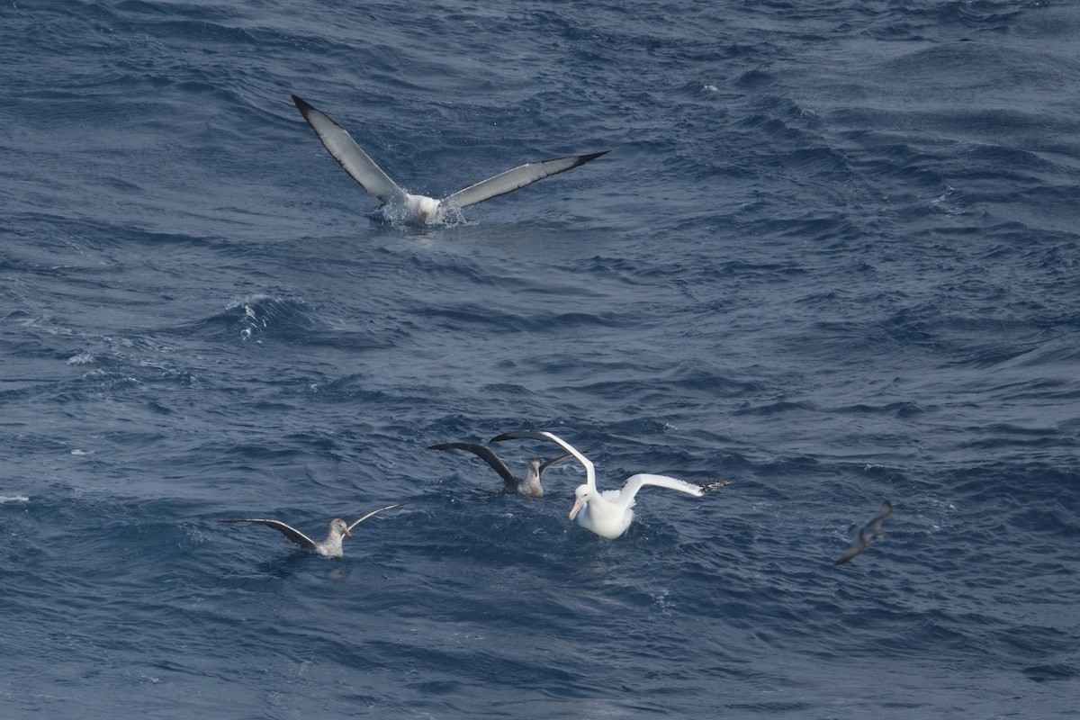 vandrealbatross - ML646255780