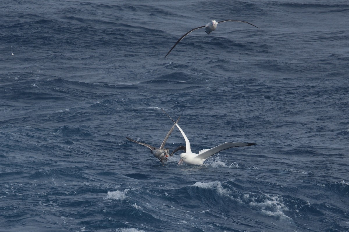 vandrealbatross - ML646255781