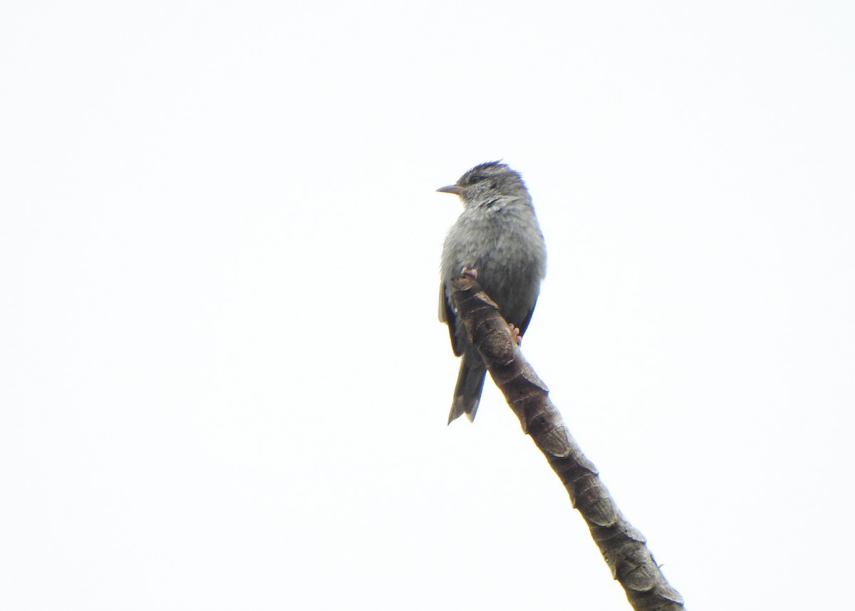 rosenfotgraveteiro - ML646255782