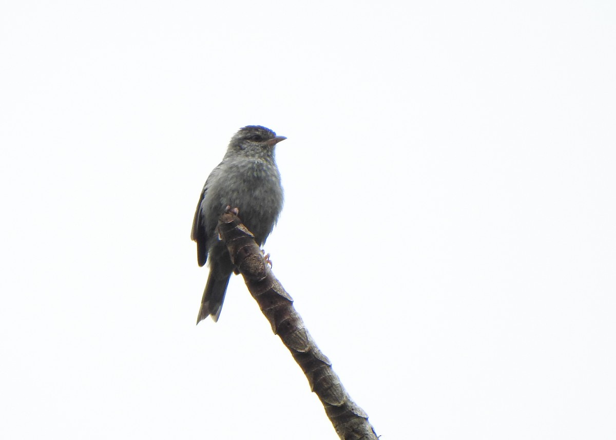 rosenfotgraveteiro - ML646255783