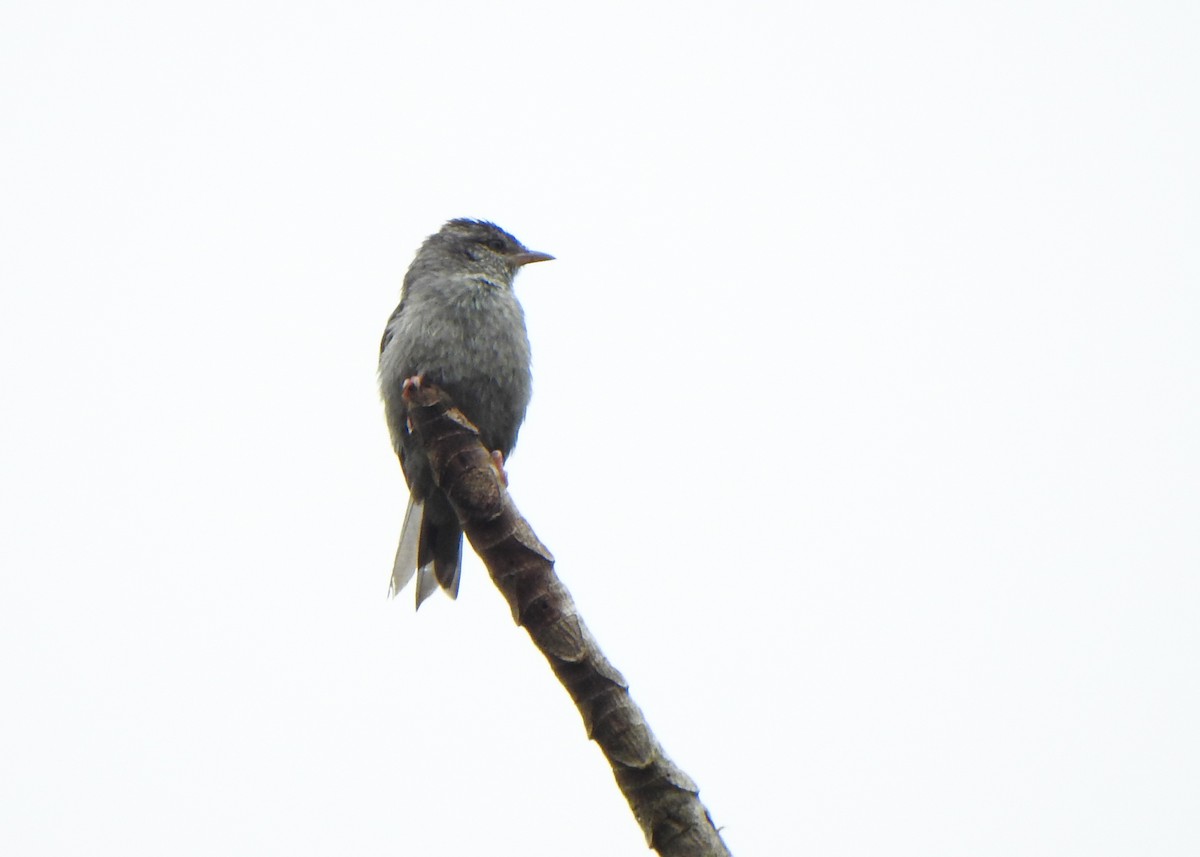 rosenfotgraveteiro - ML646255784