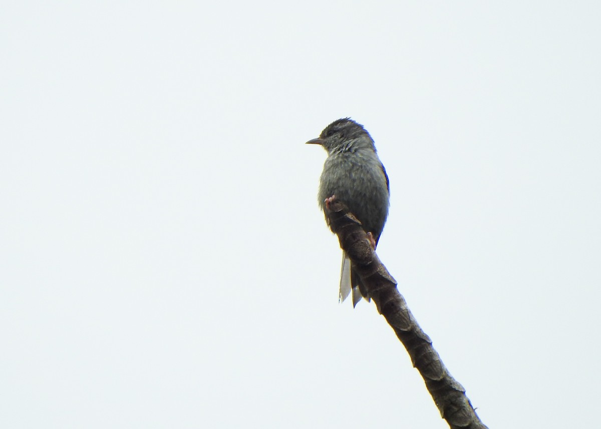 rosenfotgraveteiro - ML646255785