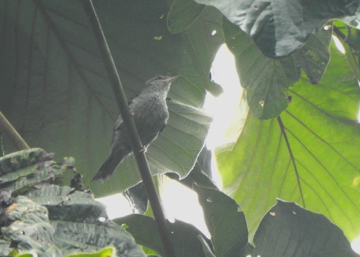 rosenfotgraveteiro - ML646255786