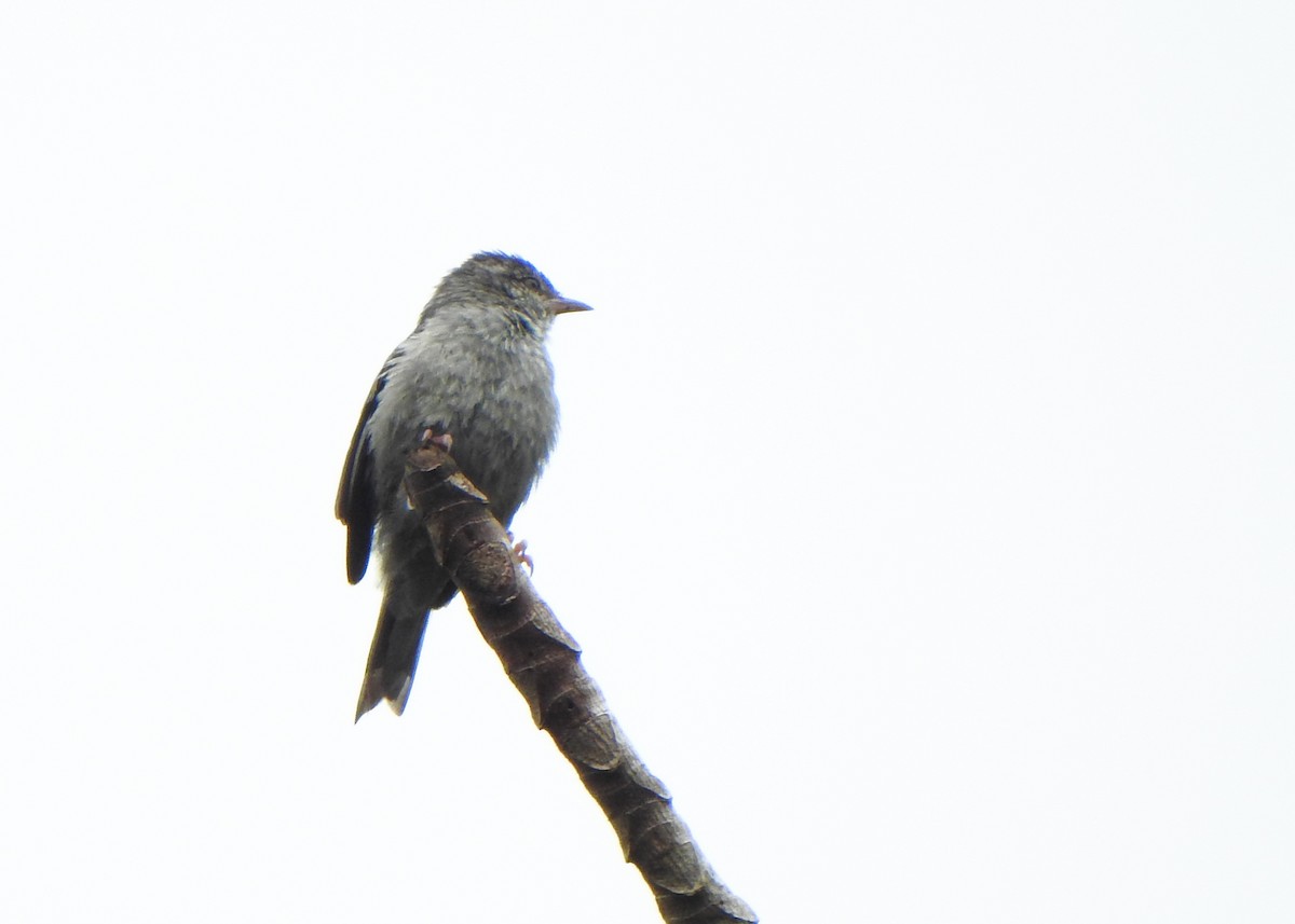 rosenfotgraveteiro - ML646255787