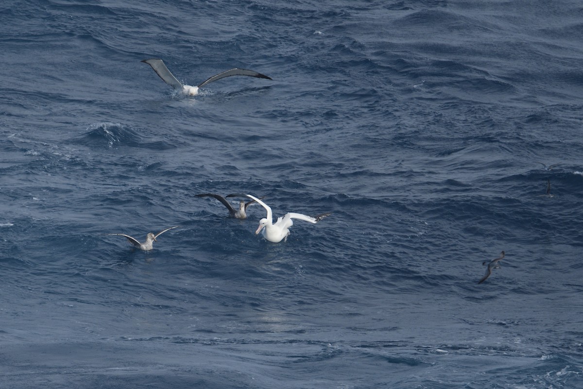 vandrealbatross - ML646255788