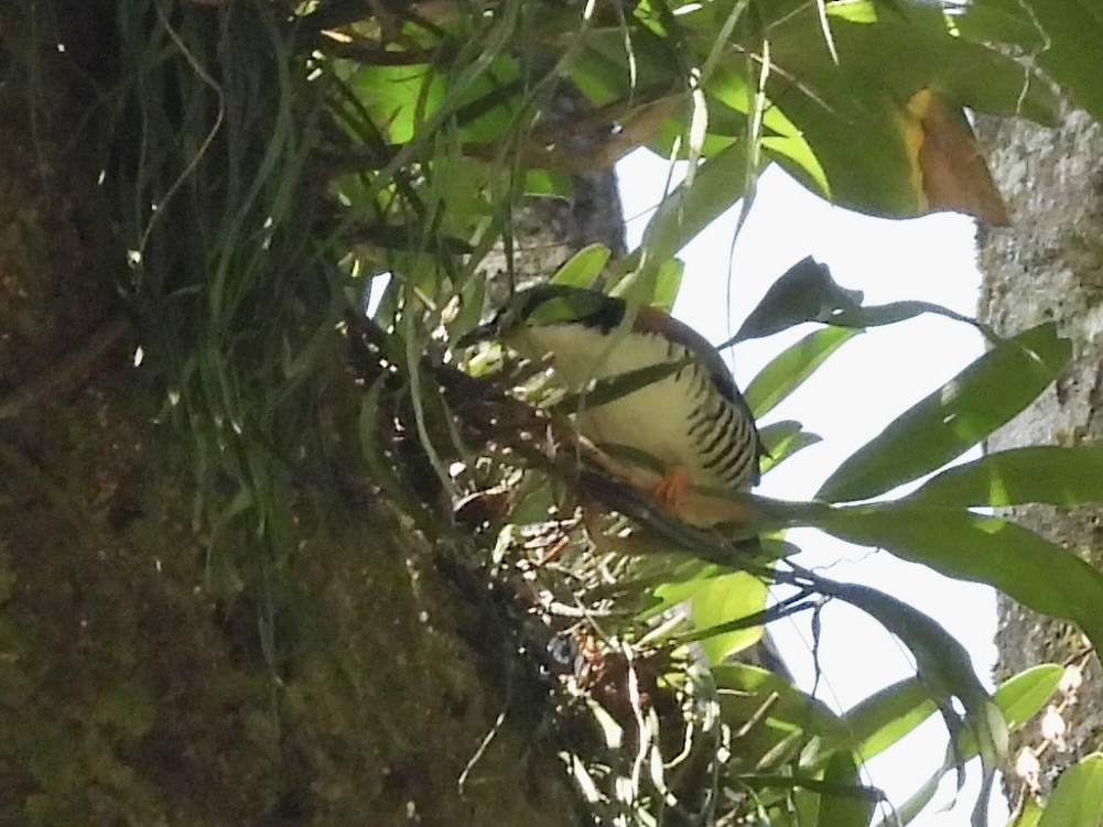 hvitbrystkutia - ML646255789