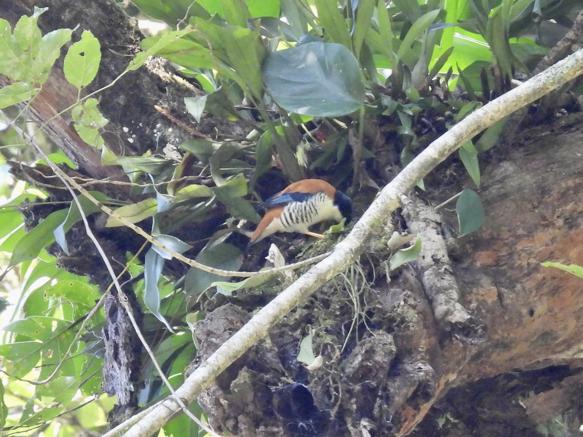 hvitbrystkutia - ML646255790