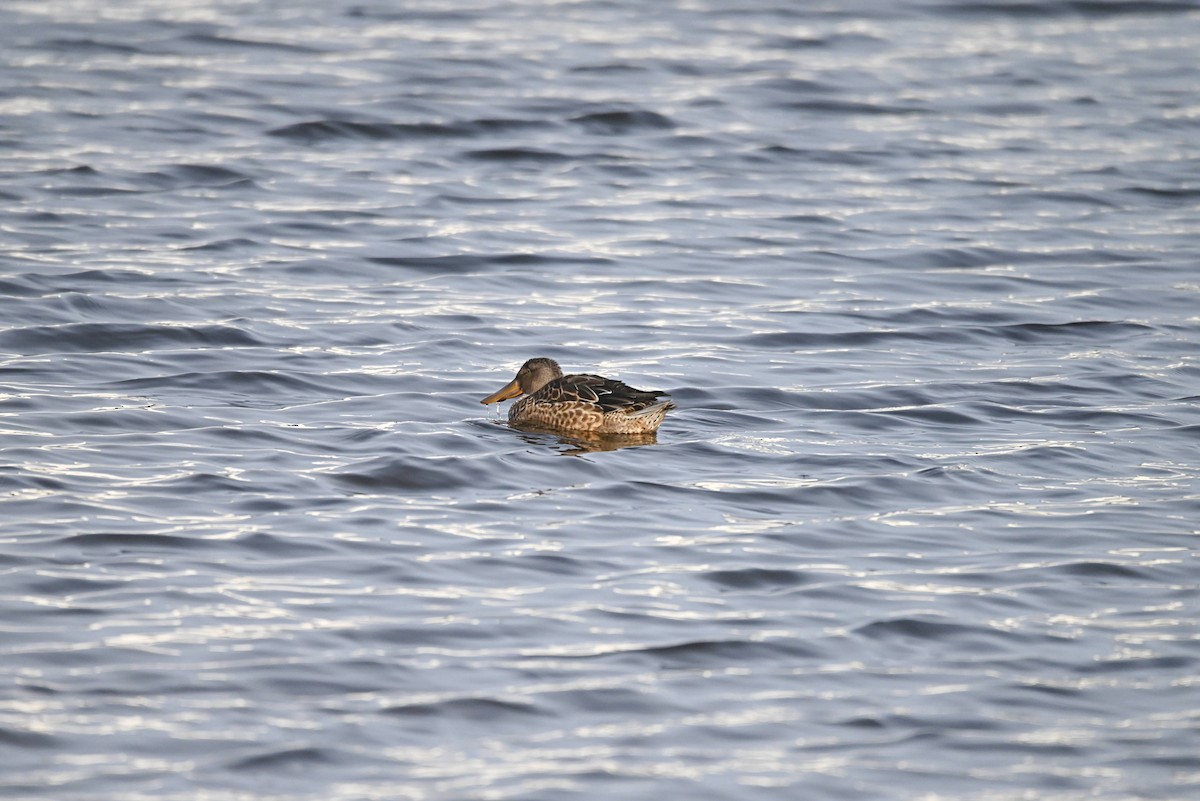 Northern Shoveler - ML646255795