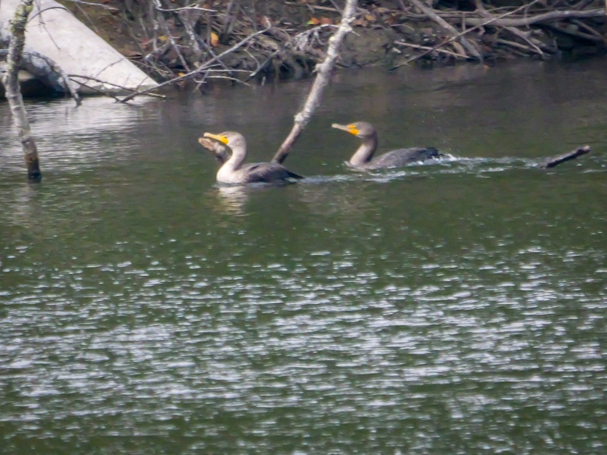 totoppskarv - ML646255796