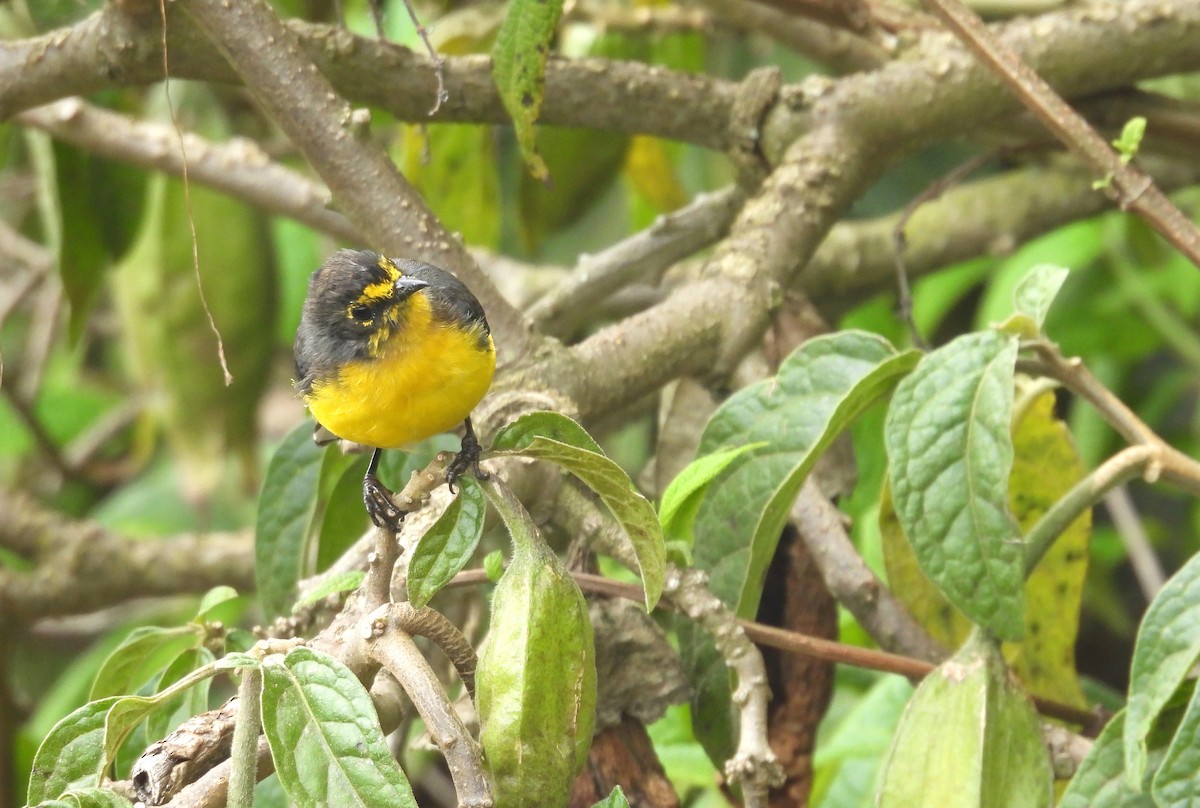 gulbrillehvitstjert - ML646255804