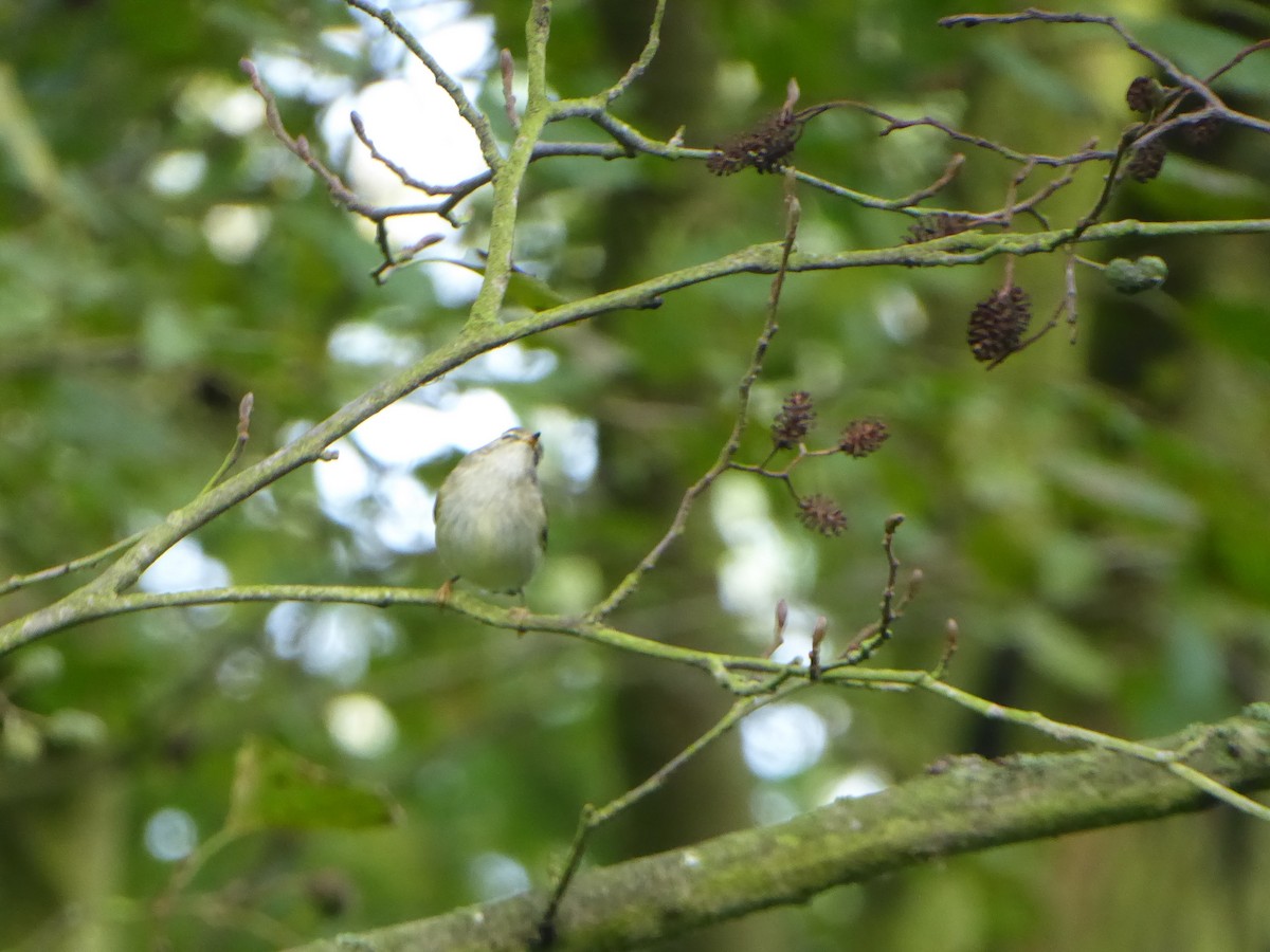 gulbrynsanger - ML646255806