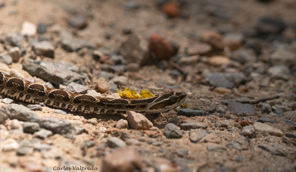 Urutu Lancehead - ML646255809