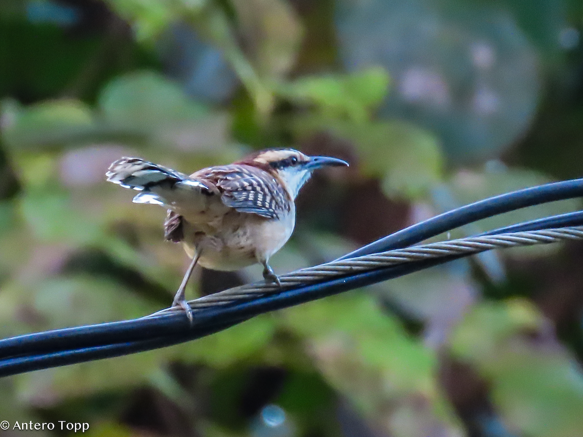 Rufous-backed Wren - ML646255810