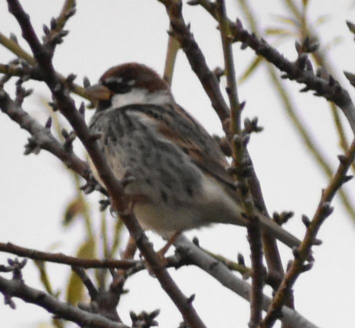 Spanish Sparrow - ML646255811