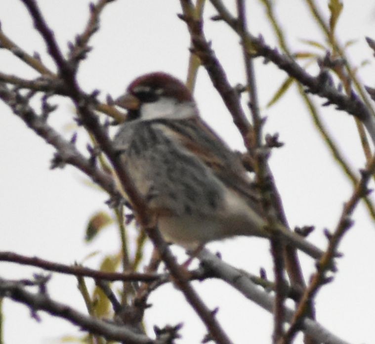 Spanish Sparrow - ML646255812
