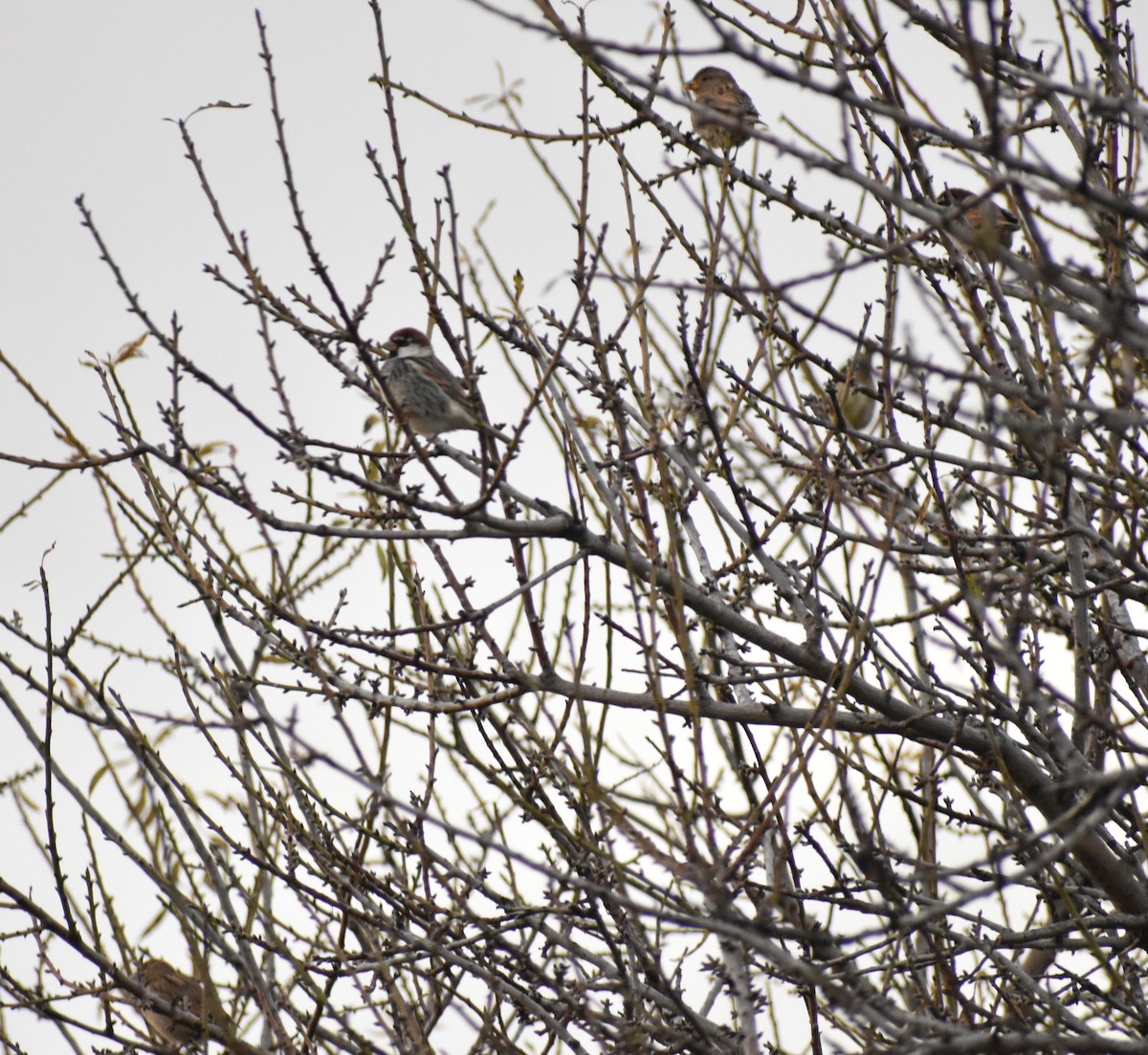 Spanish Sparrow - ML646255813