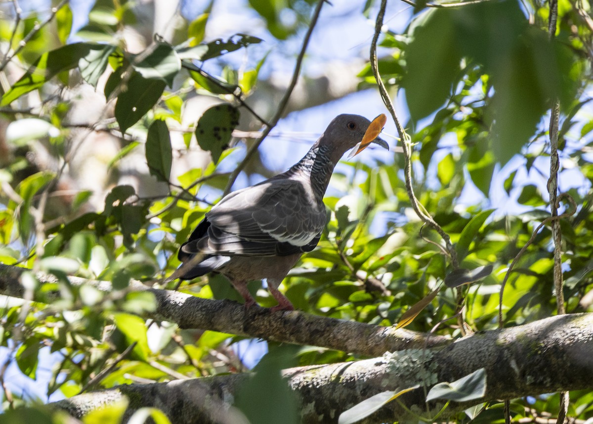Pikazuro Güvercini - ML646255814