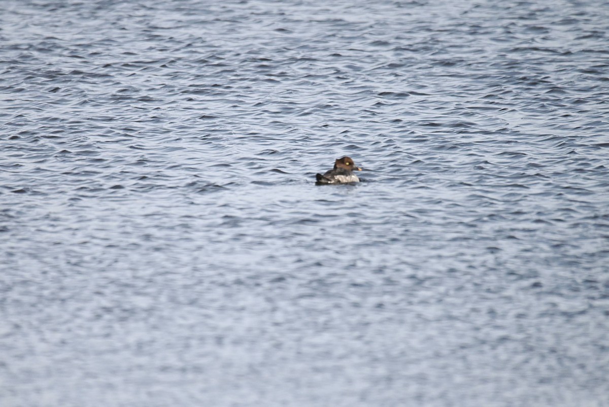 Common Goldeneye - ML646255815