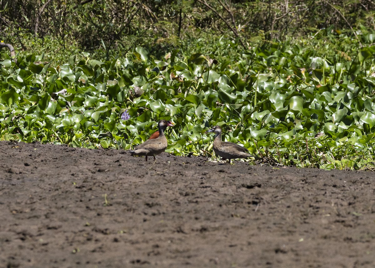 Brazilian Teal - ML646255816