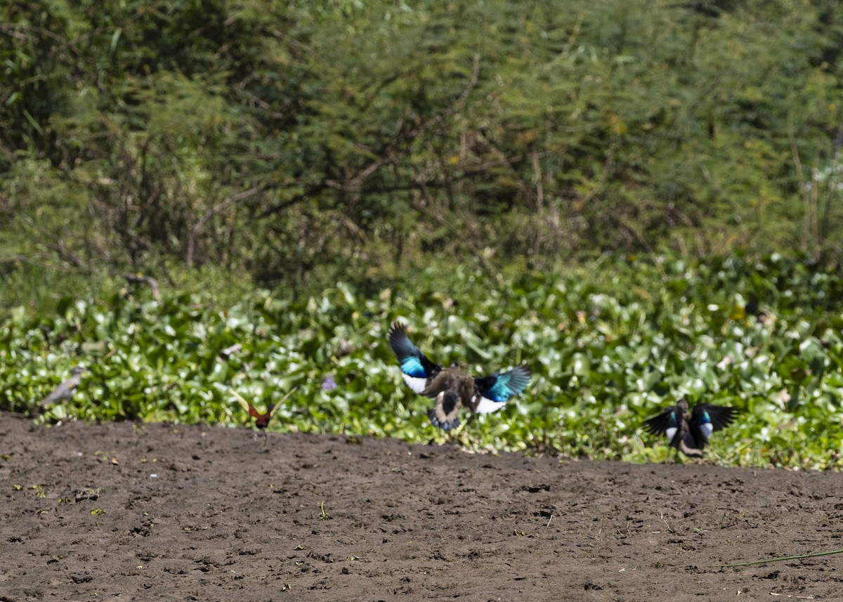 Brazilian Teal - ML646255817
