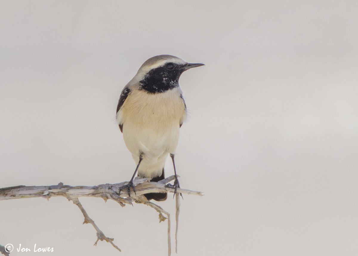 Desert Wheatear - ML646255819