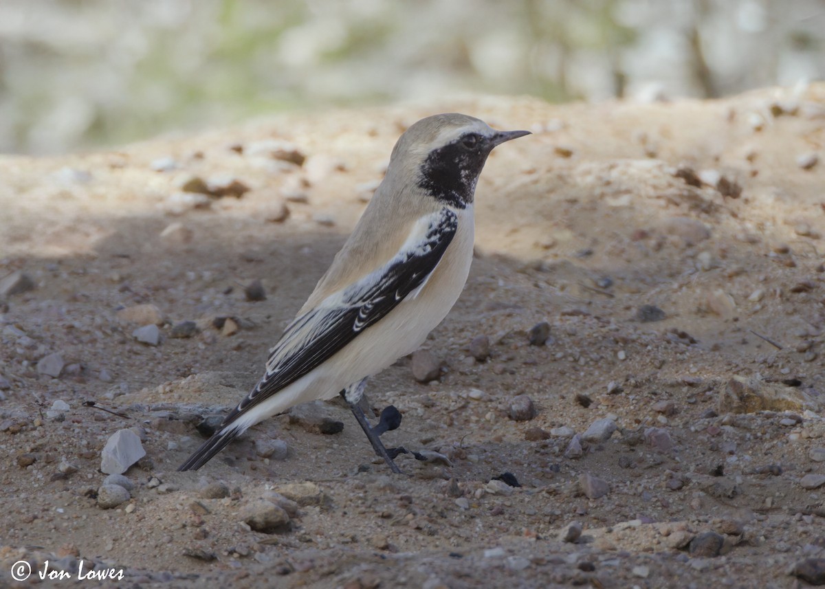 Desert Wheatear - ML646255820