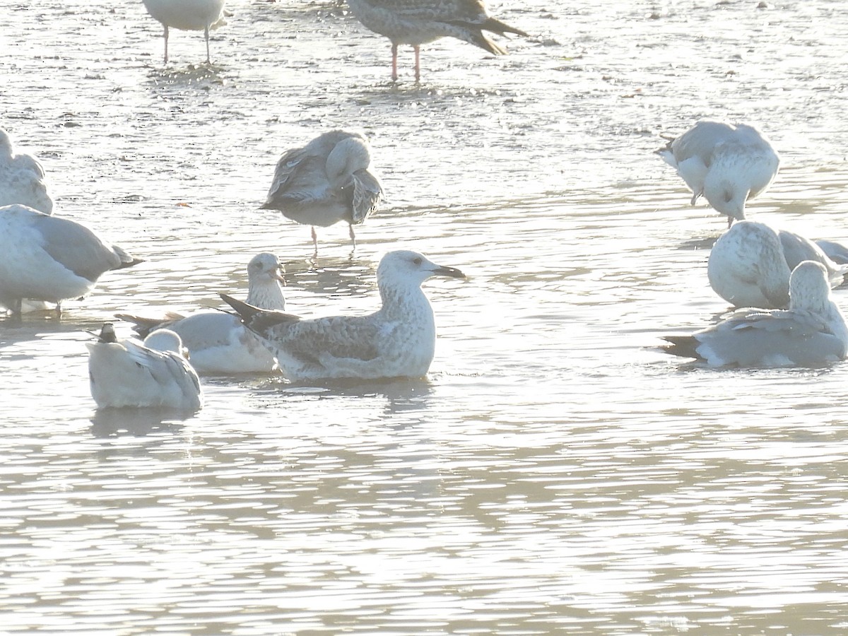 Caspian Gull - ML646255824