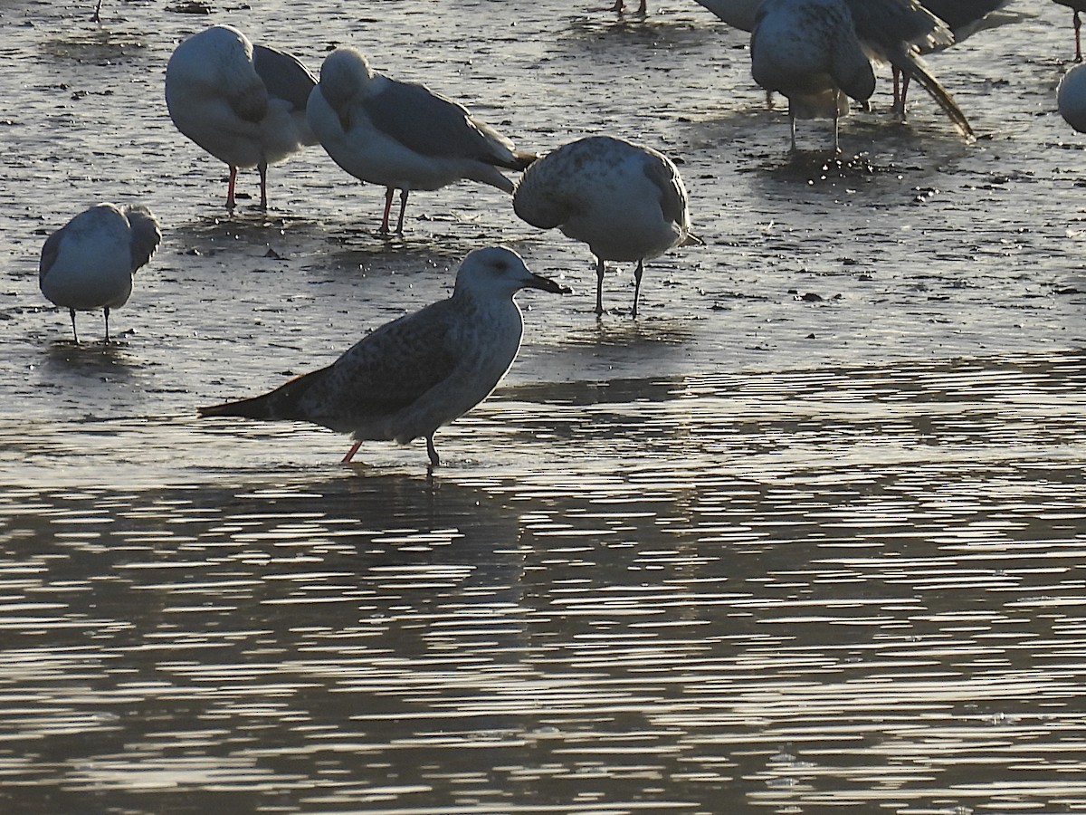 Caspian Gull - ML646255825