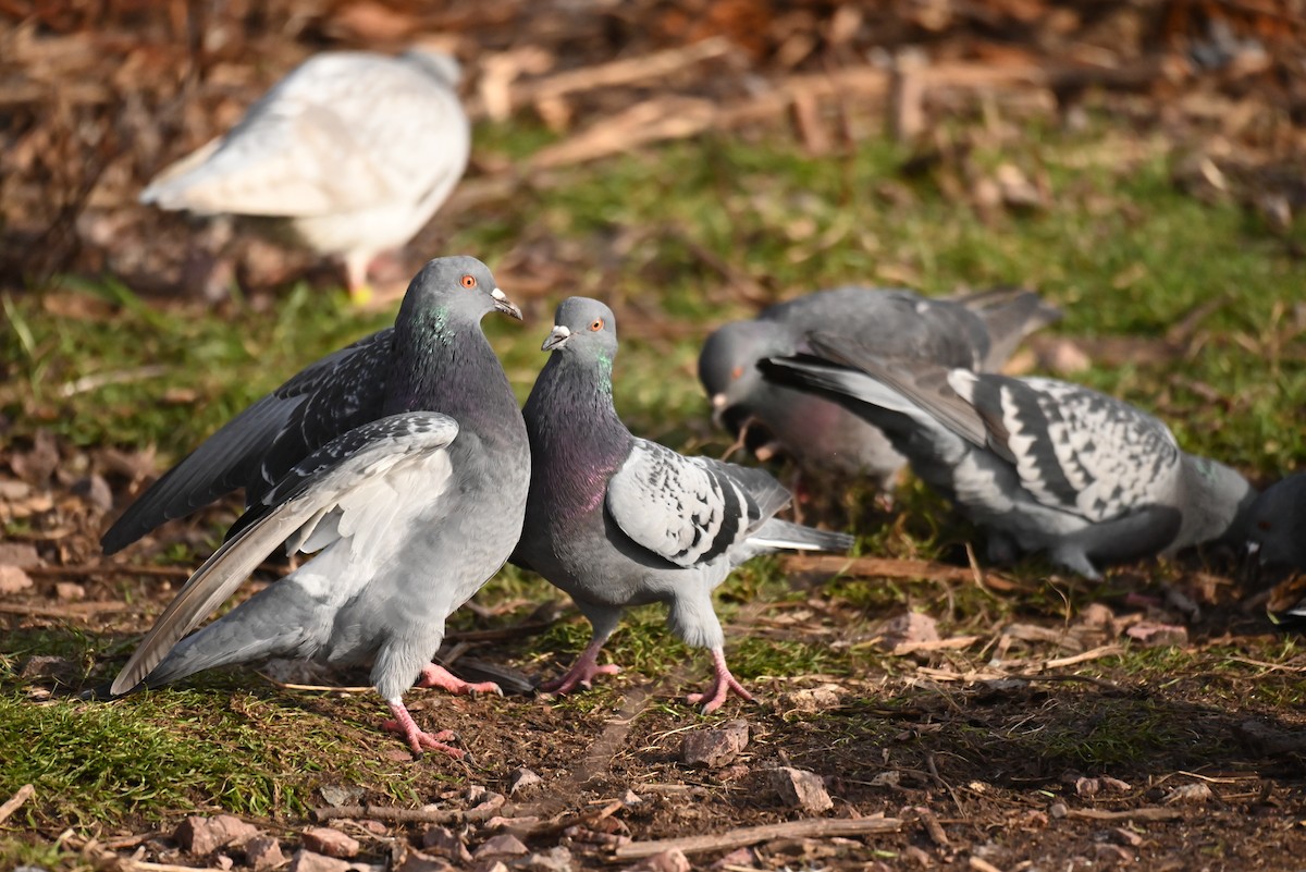 Rock Pigeon (Feral Pigeon) - ML646255827