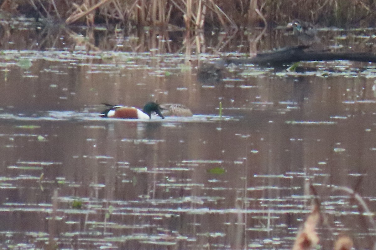 Northern Shoveler - ML646255829