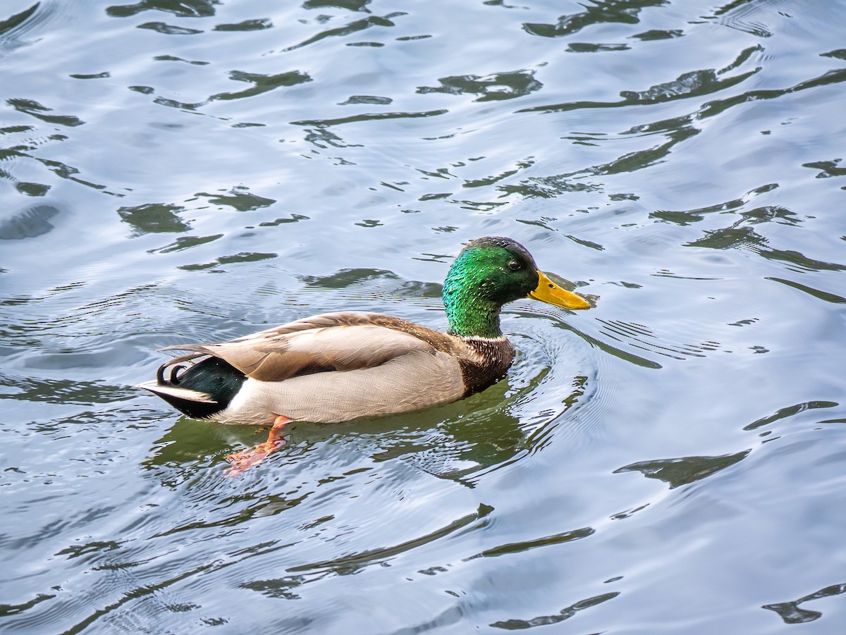 Mallard - ML646255830