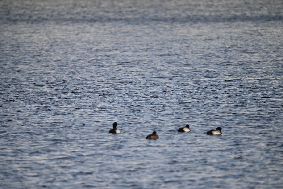 Greater Scaup - ML646255842