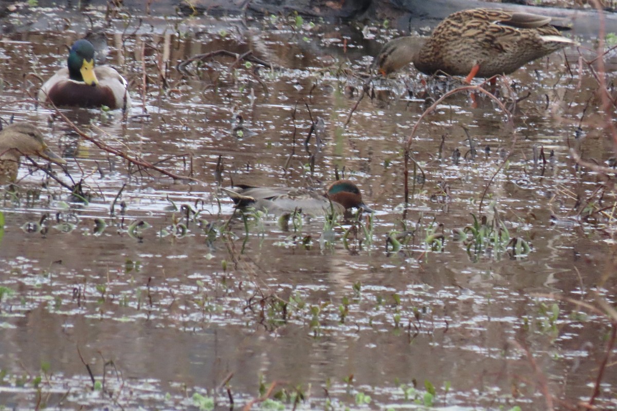 Green-winged Teal - ML646255847