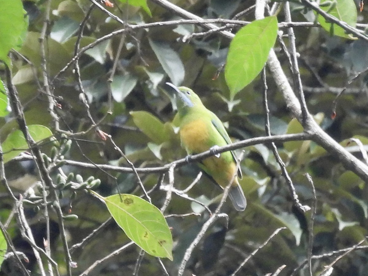 橙腹葉鵯 - ML646255849