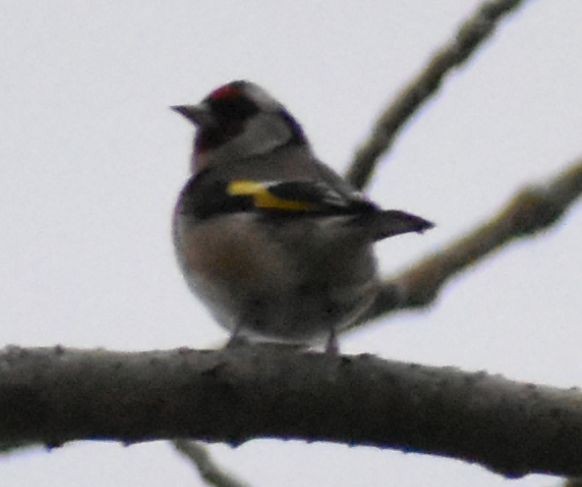 European Goldfinch - ML646255851