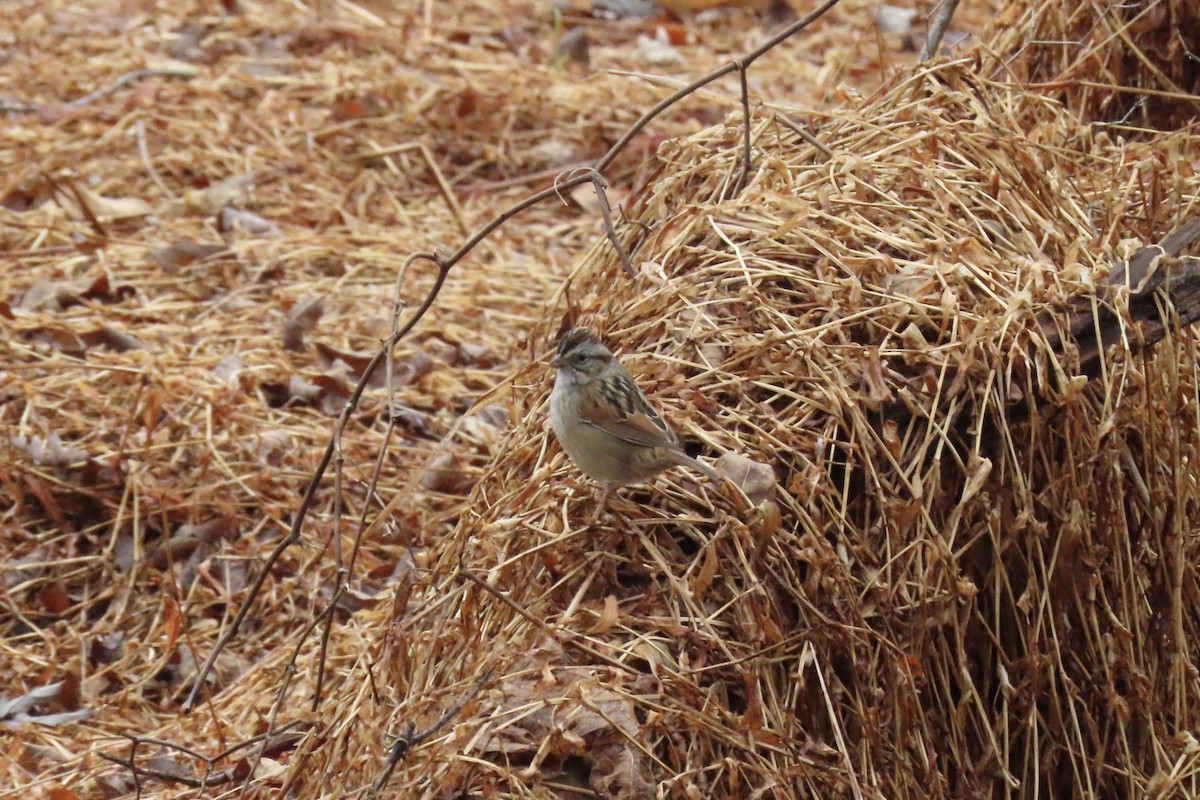 Swamp Sparrow - ML646255864