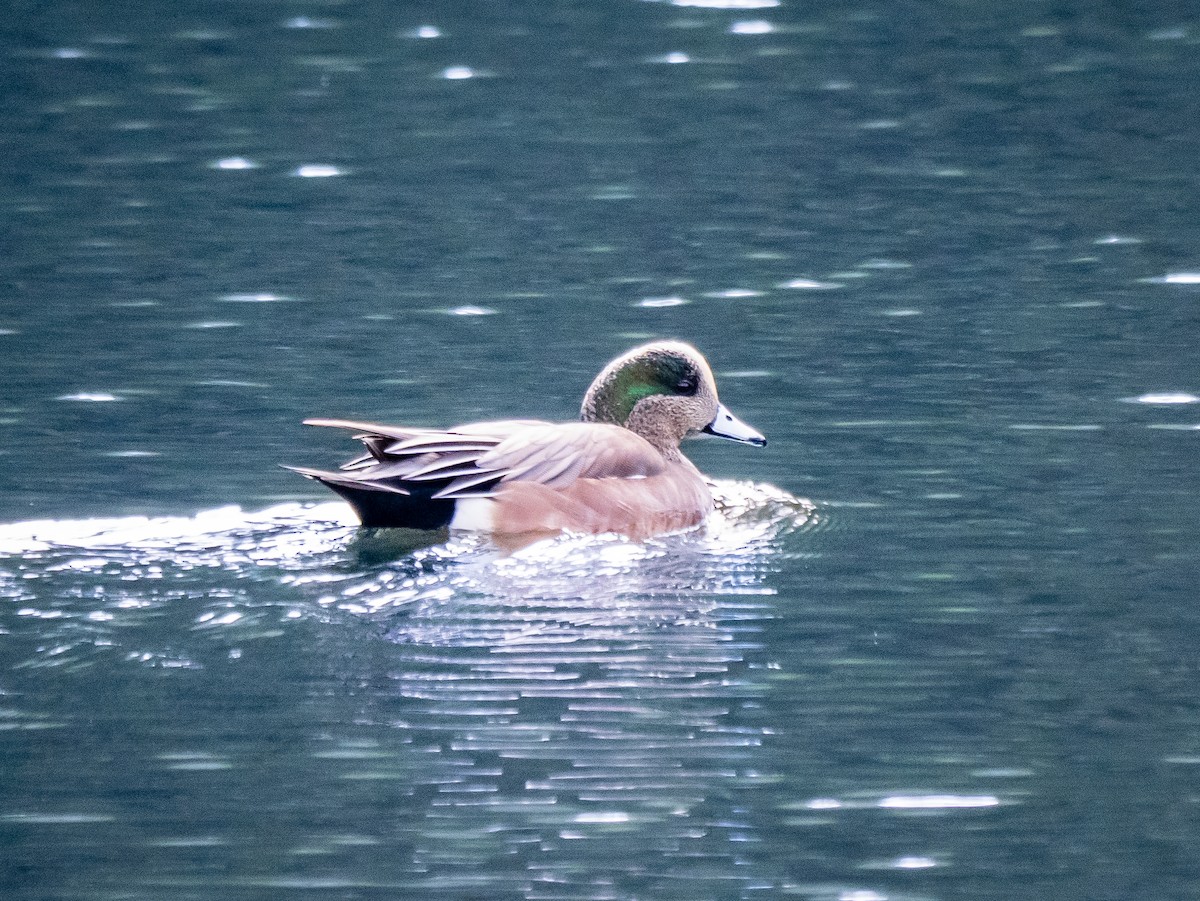 American Wigeon - ML646255865