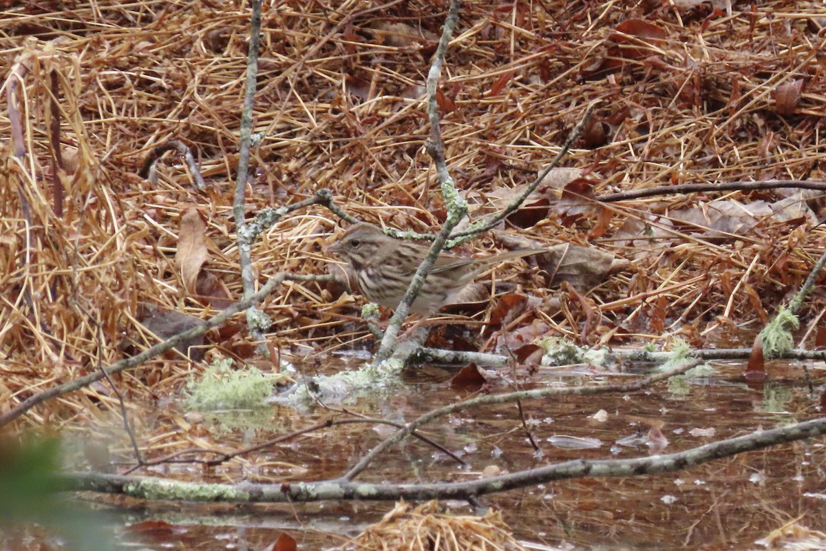 Song Sparrow - ML646255870