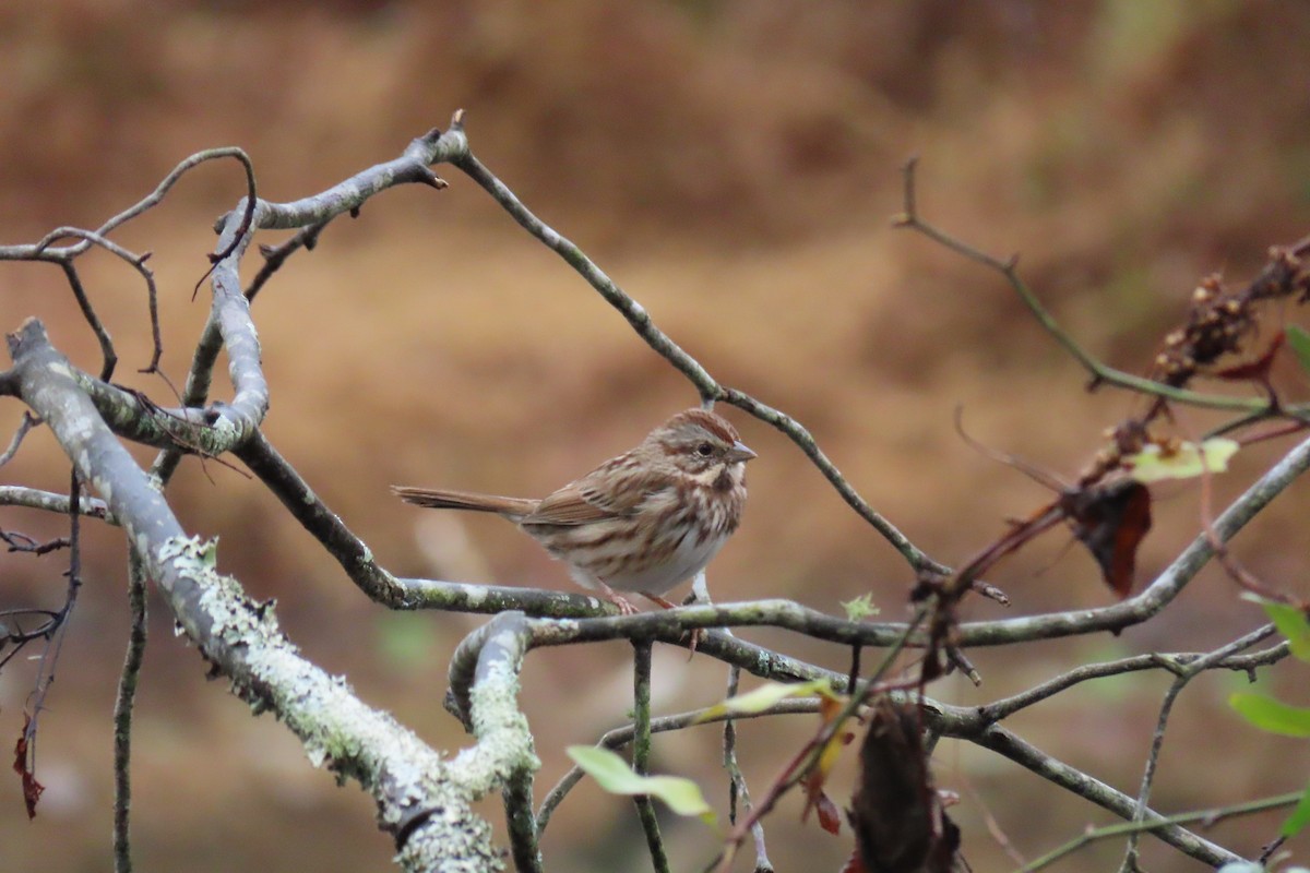 Song Sparrow - ML646255871